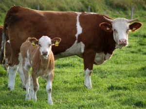 Cow and calf in field