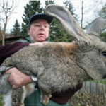 Rabbit