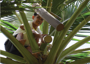 Tapping the tree