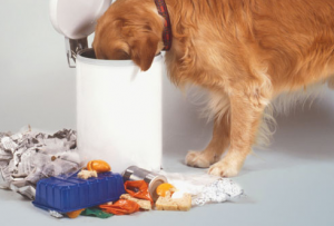 Dog Eating Trash