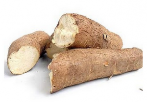 Tapioca root