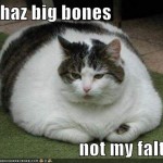 fat-cat2