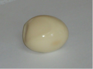 paleoplan-egg