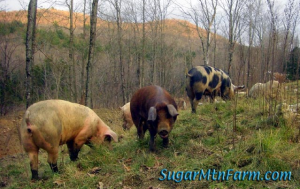 Pigs eating grass