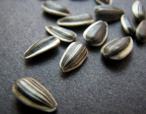 Sunflower seeds sunflower seeds