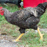 mouse-hunting chicken
