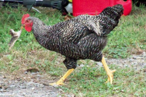mouse-hunting chicken
