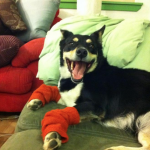 Paleo dog Zala