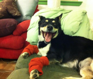 Paleo dog Zala