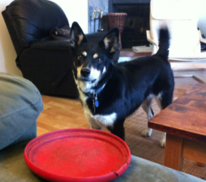 Zala Zala waiting for the frisbee to be thrown