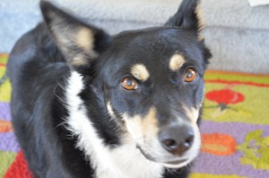 Zala