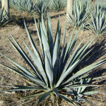 Agave Plant
