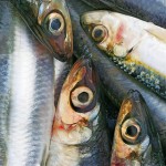 sardines