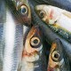 sardines